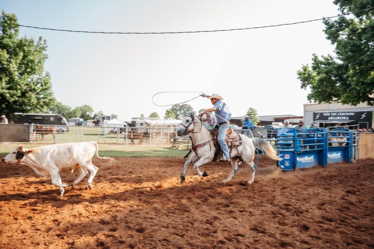 A man on a horse throws a lasso at a cow